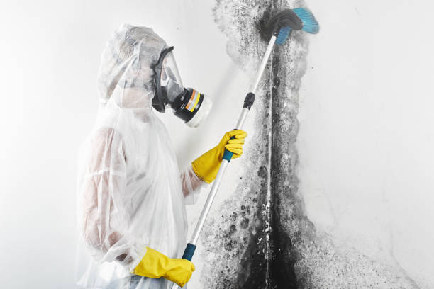 Best Basement Mold Removal  in Whiskey Creek, FL